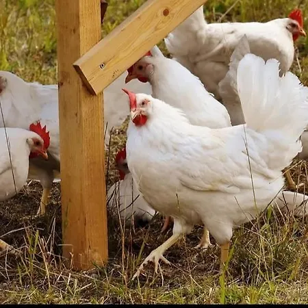 Tiny House 別荘 ランゲンゼルボルト